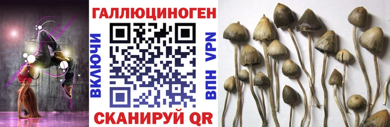 купить  цена  Сертолово  Галлюциногенные грибы прущие грибы 